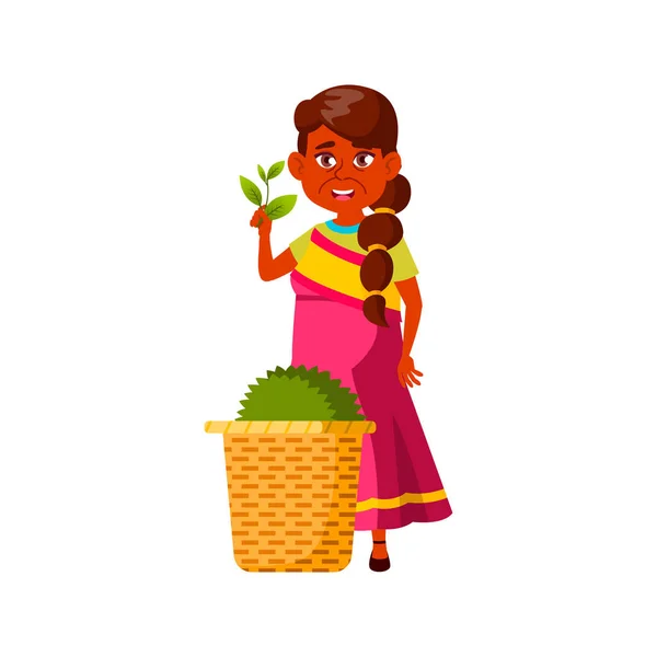 Indická Dospělá Žena Ukazující Sklizeň Čaje Plantážním Karikaturním Vektoru Indická — Stockový vektor