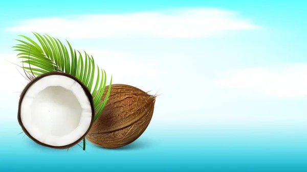 Vector de espacio de copia de rama de coco y palma tropical — Vector de stock