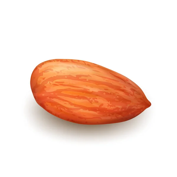 Mandorle Nut Kernel Vitamina Natural Food Vector — Vettoriale Stock