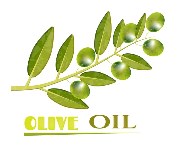 Olive, groene takje met olijven, olijfolie, tekst witte achtergrond — Stockvector