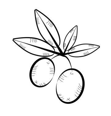 Vintage, siyah, izole Icon - zeytin, dal zeytin ve yaprakları, retro tasarımı, beyaz arka plan ile