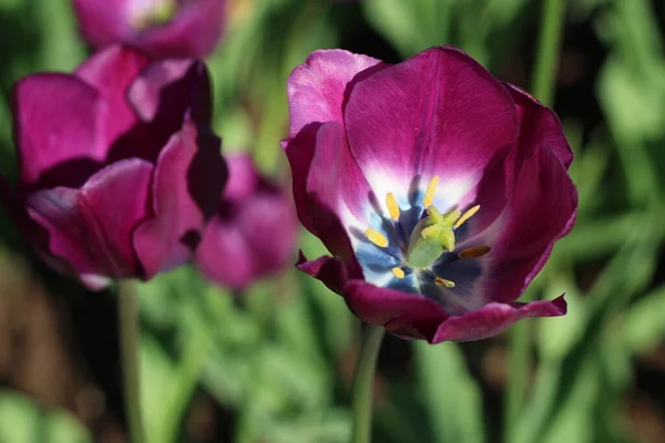 Fotografia botânica. Imagem de uma tulipa lilás contra um fundo borrado de outras flores. Campo de tulipas roxas no parque da cidade — Fotografia de Stock