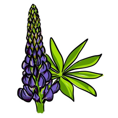 Dallı ve yapraklı mavi bir lupin tomurcuğunun vektör görüntüsü. El yapımı kır çiçeği. Lupin 'in botanik çizimi