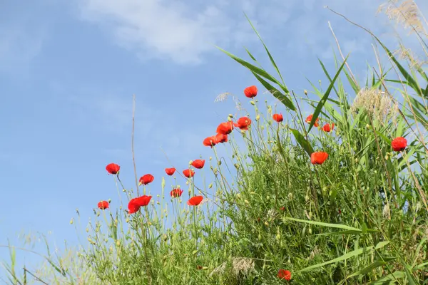 Grupo de hermosas amapolas rojas — Foto de Stock