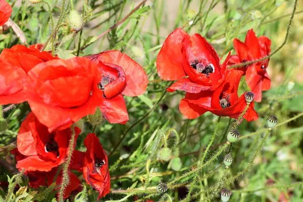 Grupo de hermosas amapolas rojas — Foto de Stock