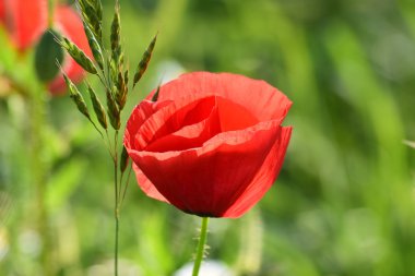 güzel kırmızı haşhaş