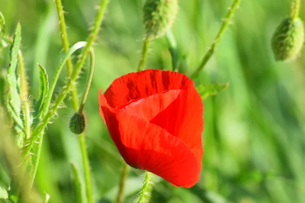 Hermosas amapolas rojas — Foto de Stock