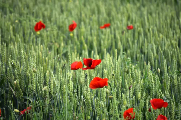 Grupo de hermosas amapolas rojas — Foto de Stock