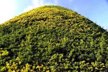 yeşil çimen ve gökyüzü
