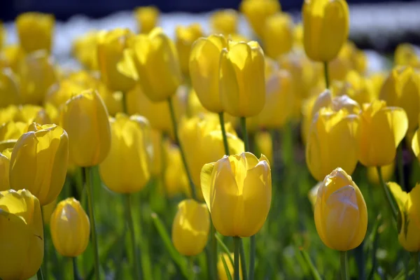 Vackra våren blommor — Stockfoto