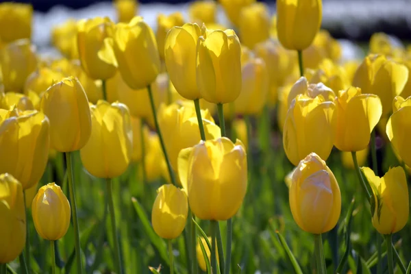 Vackra våren blommor — Stockfoto