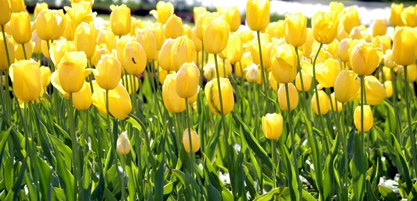 Vackra våren blommor — Stockfoto