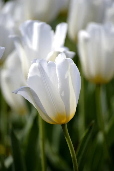 Piękna wiosna kwiaty — Zdjęcie stockowe