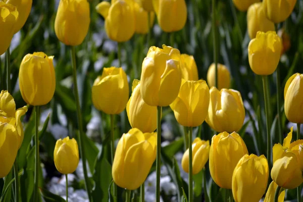 Vackra våren blommor — Stockfoto