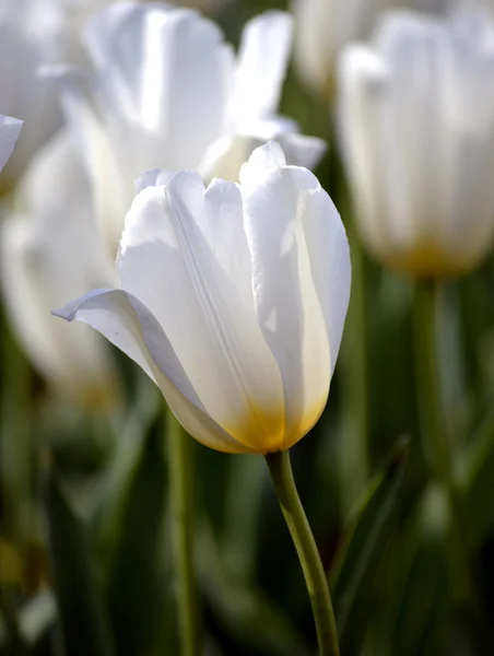 Våren vit tulpan blommor — Stockfoto