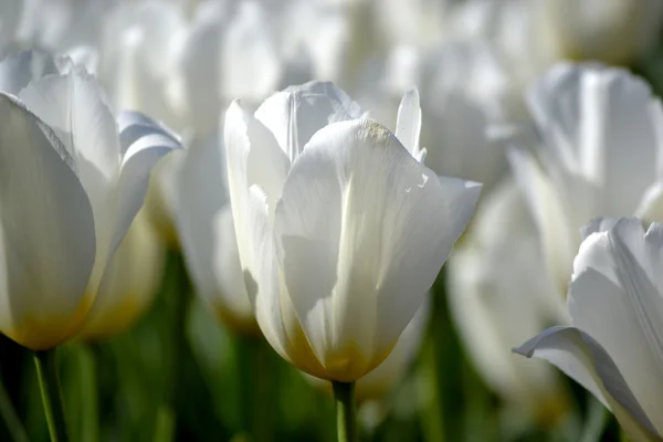 Våren vit tulpan blommor — Stockfoto