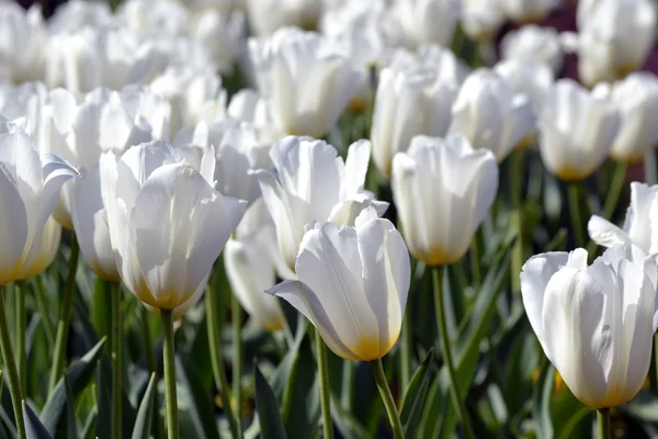 Wiosna kwiatów białych tulipanów — Zdjęcie stockowe