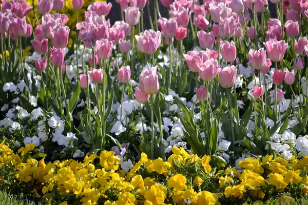 Piękna wiosna kwiaty — Zdjęcie stockowe