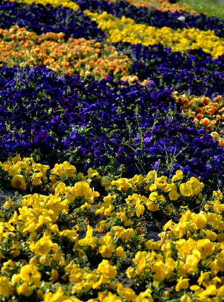 Hermosas flores de primavera —  Fotos de Stock