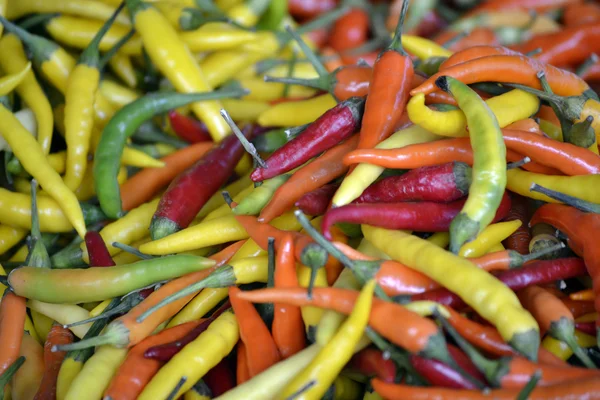 Grupo de pequeños pimientos rojos orgánicos picantes — Foto de Stock