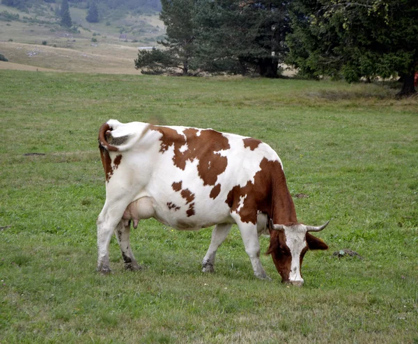 Spotted cow in the meadow — Stock Photo, Image