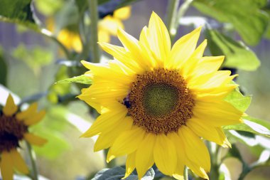 karşı alan ayçiçeği yakın çekim