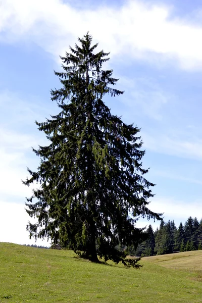 Kiefer auf einer grünen Wiesenlandschaft — Stockfoto