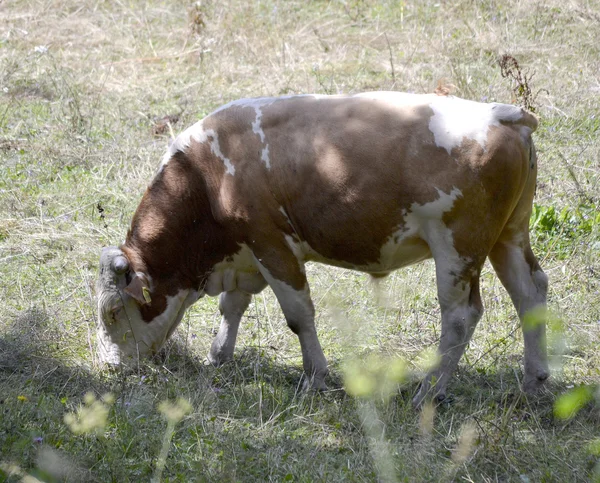 Barevný býk na louce — Stock fotografie