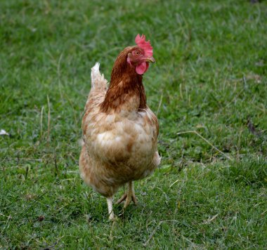 çimenlerin üzerinde tavuk