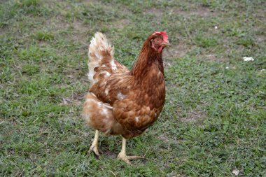 çimenlerin üzerinde tavuk