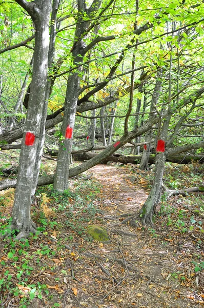Oznakowane drzew na szlaku turystycznym. Soczi. Park Narodowy. Rosja — Zdjęcie stockowe
