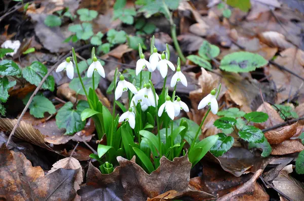 Snowdrops in the forest — Stock Photo, Image