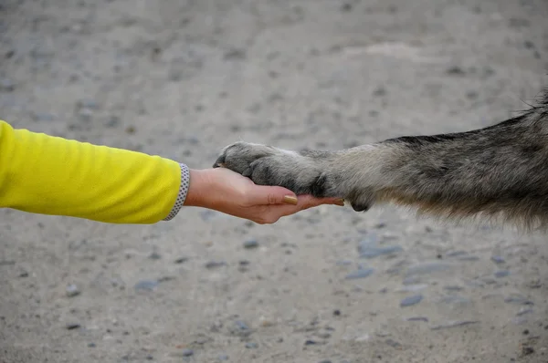 Paw dog lies in the human hand