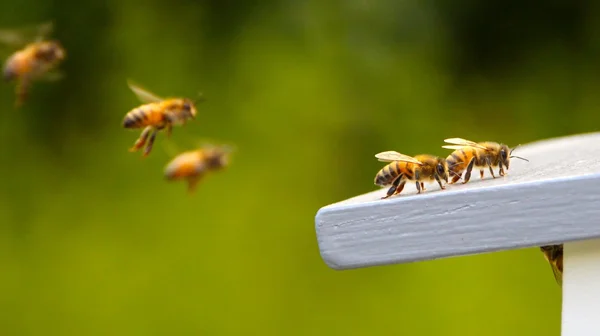 Που φέρουν τις μέλισσες Φωτογραφία Αρχείου