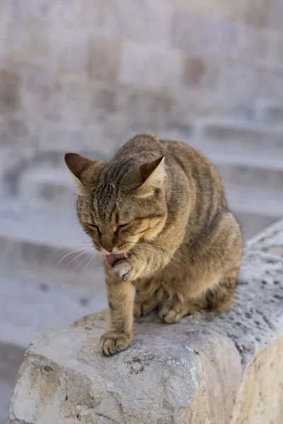 Gato Beco Lambendo Sua Pata Uma Cerca Pedra Cidade Velha — Fotografia de Stock