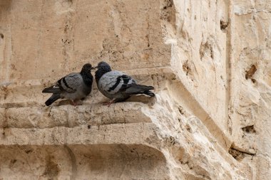İsrail, Kudüs 'te antik bir duvarın kenarında sohbet eden iki yerli güvercin.