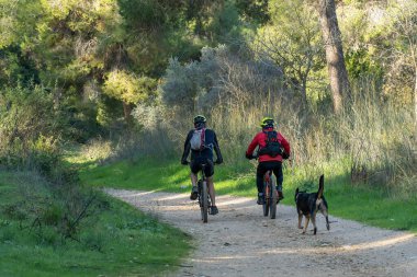 Kudüs, İsrail yakınlarındaki bir ormanda bisikletle gezen iki adam köpekleriyle birlikte..