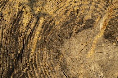 Bir çam ağacının gövdesi, büyüme halkalarını, çatlakları ve reçine lekelerini gösterir.