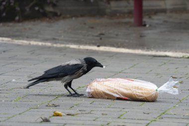 Gri bir karga, kayıp bir somun ekmeğin tadını çıkarıyor..