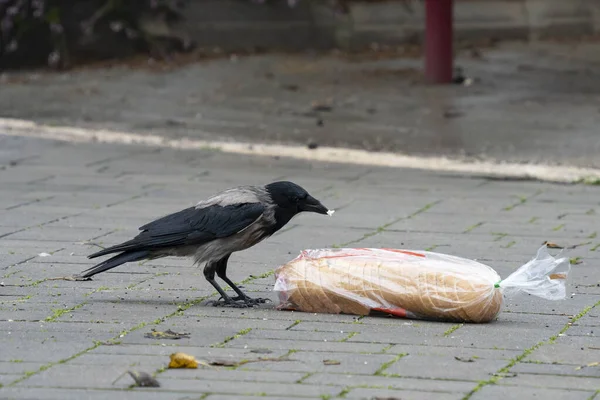 Eine Graue Krähe Genießt Einen Verlorenen Laib Brot Auf Einer — Stockfoto