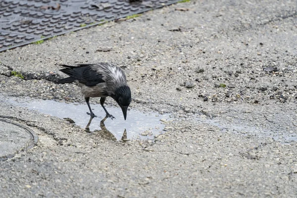 Eine Graue Krähe Deren Federn Vom Regen Nass Werden Trinkt — Stockfoto