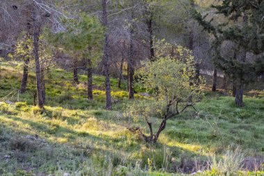 Şafak vakti, Kudüs yakınlarındaki Judea Dağları 'nda çimlerin üzerinde güneş ışığı olan orman manzarası..