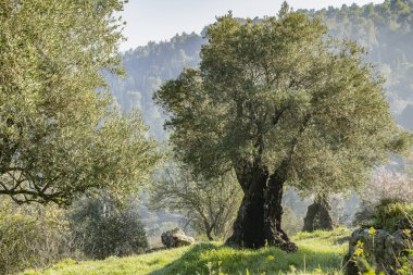 İsrail, Kudüs yakınlarındaki Judea dağlarında şafak vakti eski zeytin ve badem ağaçları..