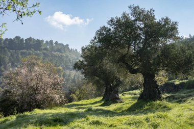 İsrail, Kudüs yakınlarındaki Judea dağlarında şafak vakti eski zeytin ve badem ağaçları..
