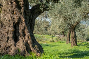 İsrail, Kudüs yakınlarındaki Judea dağlarındaki bir korulukta eski zeytin ağaçları şafakta.