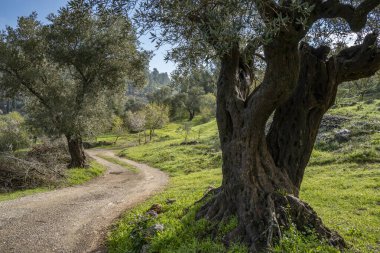 İsrail 'in Kudüs yakınlarındaki Judea dağlarında eski zeytin ve badem ağaçlarının arasından geçen bir yol..