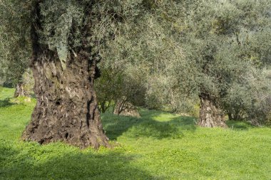 İsrail, Kudüs yakınlarındaki Judea dağlarındaki bir korulukta eski zeytin ağaçları şafakta.