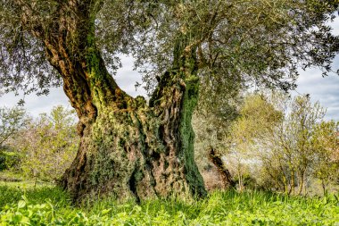 Antik bir zeytin ağacı, kabuğu yosunla kaplı, İsrail 'in Kudüs yakınlarındaki Judea dağlarında, şafak vakti.