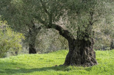 İsrail, Kudüs yakınlarındaki Judea dağlarında şafak vakti eski zeytin ve badem ağaçları..