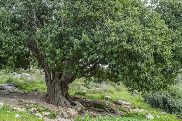 Μια Μεγάλη Αρχαία Χαρουπιά Μια Πλαγιά Ενός Λόφου Στην Περιοχή — Φωτογραφία Αρχείου